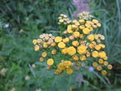 Tanacetum vulgare