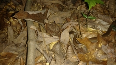 Carphophis amoenus amoenus