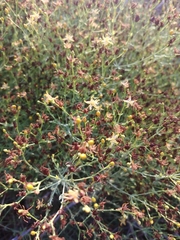 Hypericum triquetrifolium
