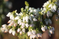 Erica physodes