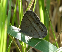 Yphthimoides affinis