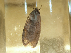Semioscopis inornata