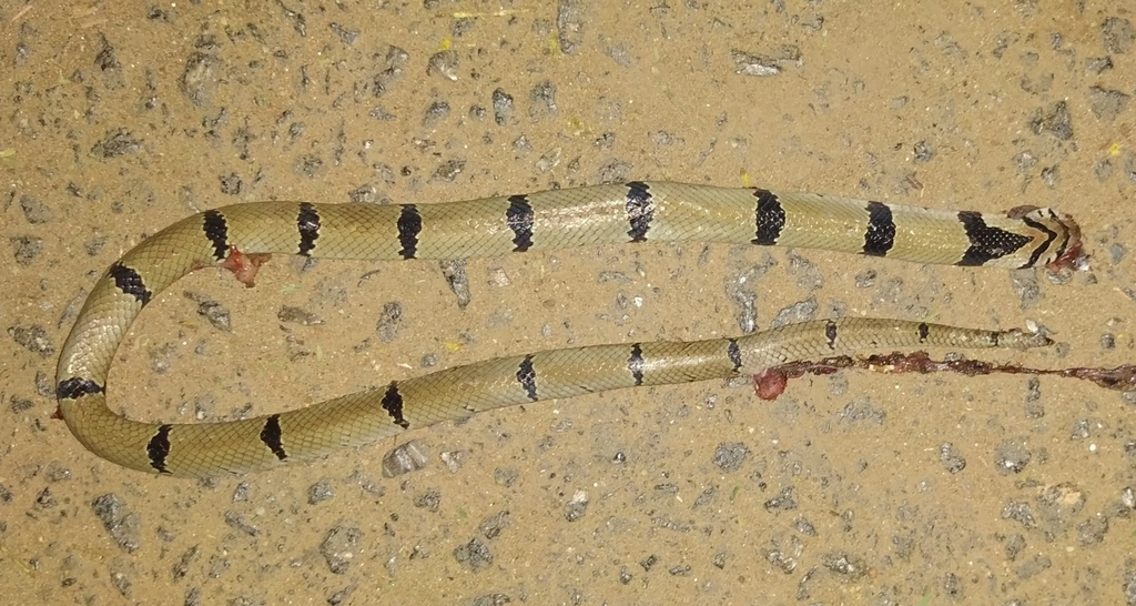 Banded Kukri Snake From JNCASR On June 14, 2019 At 08:00 PM By Rajkamal ...