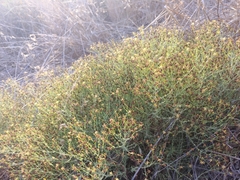Hypericum triquetrifolium