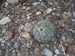 Coryphantha pallida