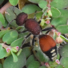 Dasymutilla creon