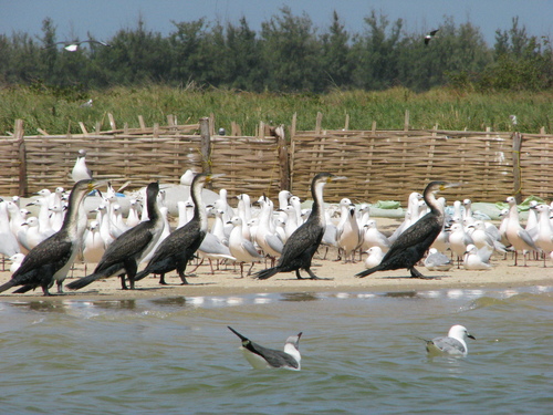 Chroicocephalus genei
