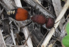 Dasymutilla creon