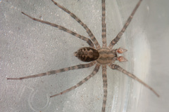 Tegenaria pagana