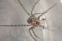 Tegenaria pagana