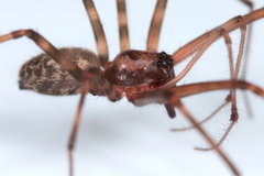 Nanocambridgea gracilipes