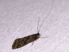 Annulipalpia