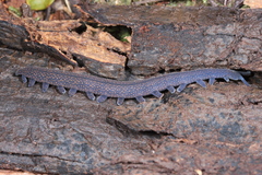 Peripatoides