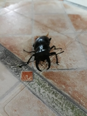Lucanus tetraodon