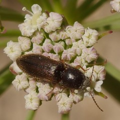 Agriotes ustulatus