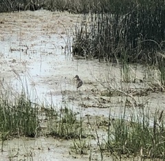 Tringa semipalmata