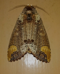 Phalera grotei