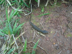 Gerrhonotus ophiurus