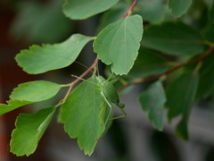 Leptophyes punctatissima