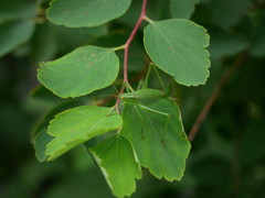 Leptophyes punctatissima