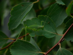 Leptophyes punctatissima