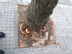 Ganoderma resinaceum