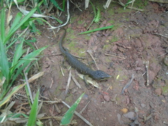 Gerrhonotus ophiurus