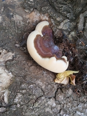 Ganoderma resinaceum