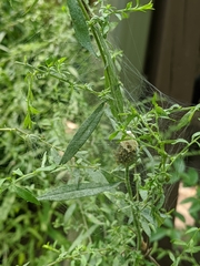 Pisaurina