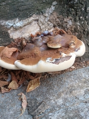 Ganoderma resinaceum