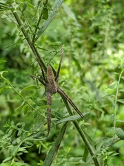 Pisaurina