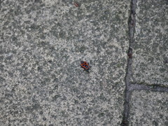 Pyrrhocoris apterus