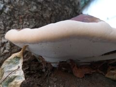 Ganoderma resinaceum