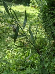Pisaurina