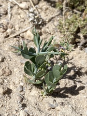 Rhinotropis subspinosa