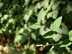 Vicia dumetorum