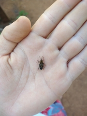 Metamasius hemipterus