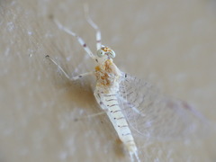 Maccaffertium mediopunctatum