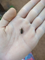 Metamasius hemipterus