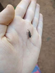 Metamasius hemipterus