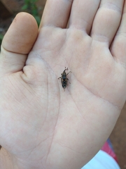 Metamasius hemipterus