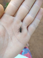 Metamasius hemipterus