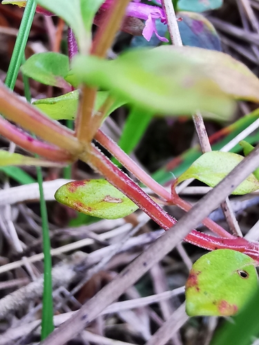 Keturbriaunis čiobrelis nuotrauka