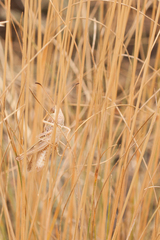Stenobothrus eurasius