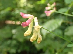 Vicia dumetorum