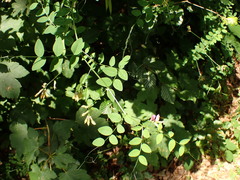 Vicia dumetorum