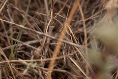 Stenobothrus eurasius