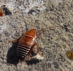 Temnopteryx phalerata