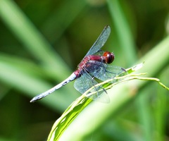 Erythrodiplax melanorubra