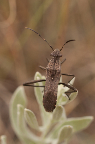 ant bug